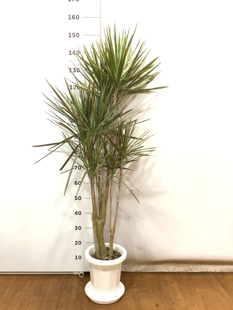 ドラセナ　コンシンネ　レインボー　140㌢　室内インテリア ドラセナ コンシンネ レインボーのインテリア実例 ｜ RoomClip
