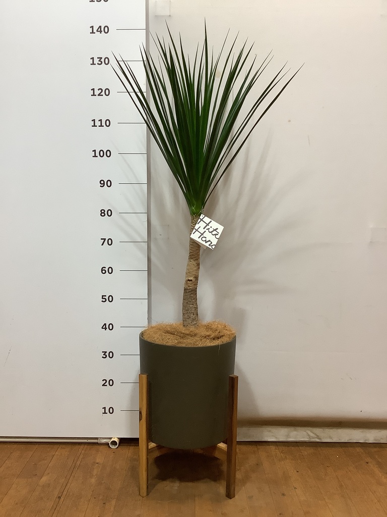 観葉植物 ドラセナ カンボジアーナ 8号 プラスチック鉢 | 観葉植物なら