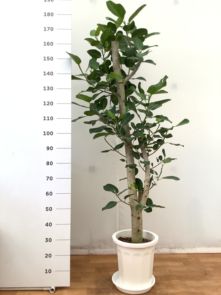 観葉植物 フィカス ベンガレンシス 10号 ストレート プラスチック鉢