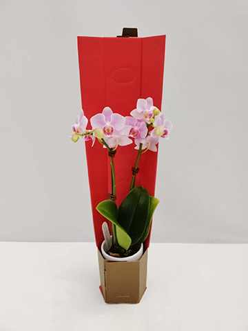 ミニ胡蝶蘭 ピンク 花笑み 2本立ち 陶器（白）鉢付き | 胡蝶蘭なら