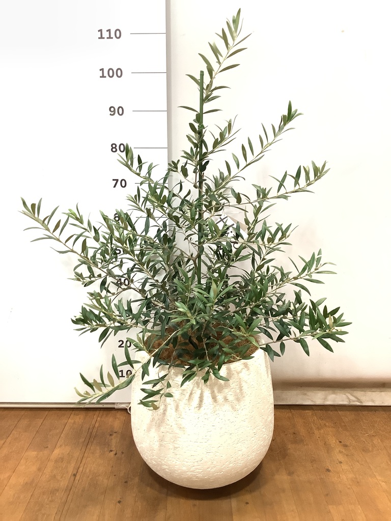 観葉植物 オリーブ 8号 アルベキーナ エコストーンwhite 付き | 観葉