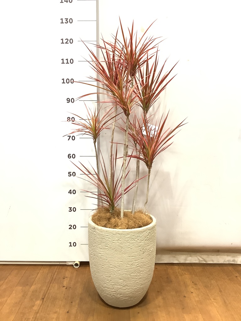 観葉植物 ドラセナ コンシンネ スカーレットアイビス 8号 寄せ