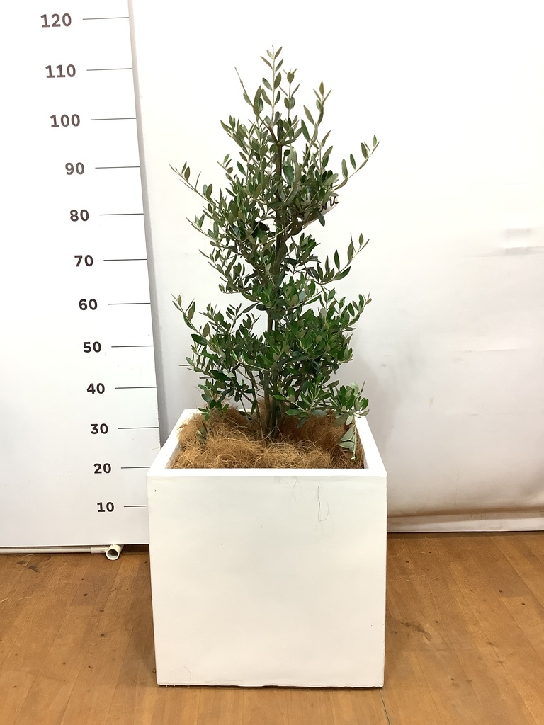 観葉植物 オリーブ 8号 コロネイキ バスク キューブ 付き | 観葉植物