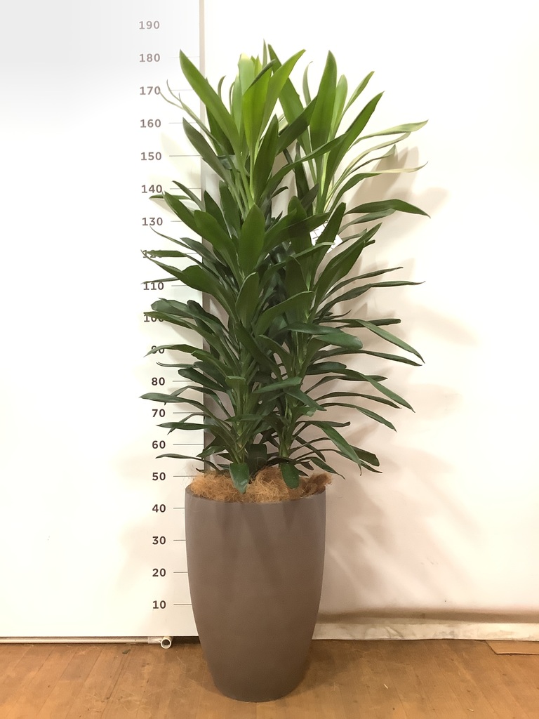 ドラセナグローカル 170センチ Www Sportsnetwork Co Jp