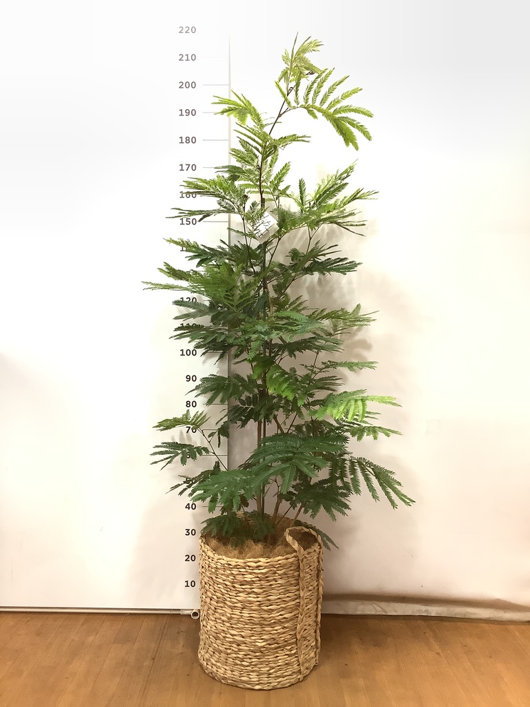 観葉植物 エバーフレッシュ 10号 ボサ造り LushBasket(ラッシュ