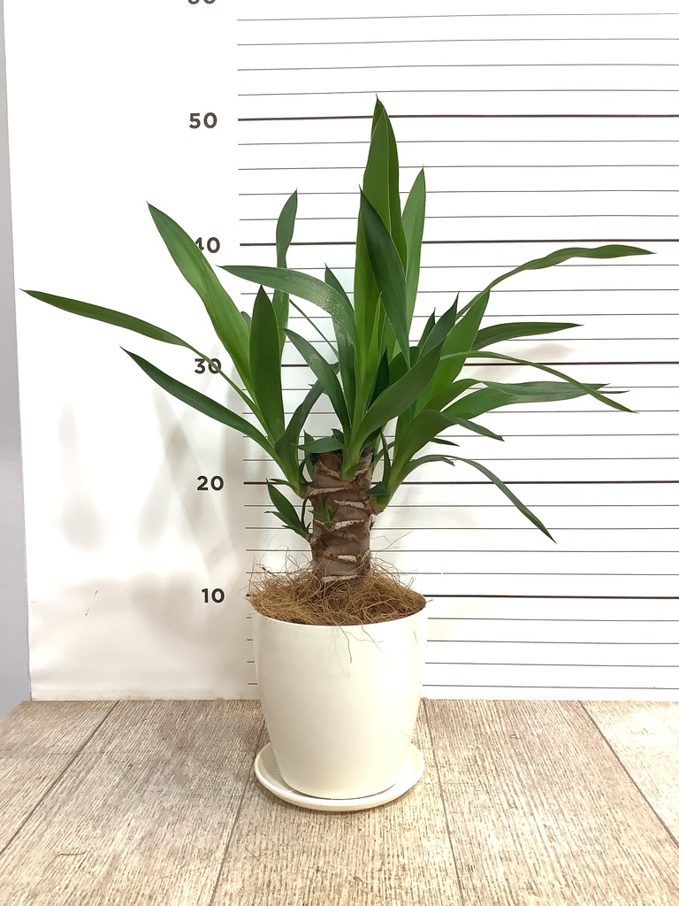 観葉植物 ユッカ 4号 ノーマル プラスチック鉢 | 観葉植物ならHitoHana
