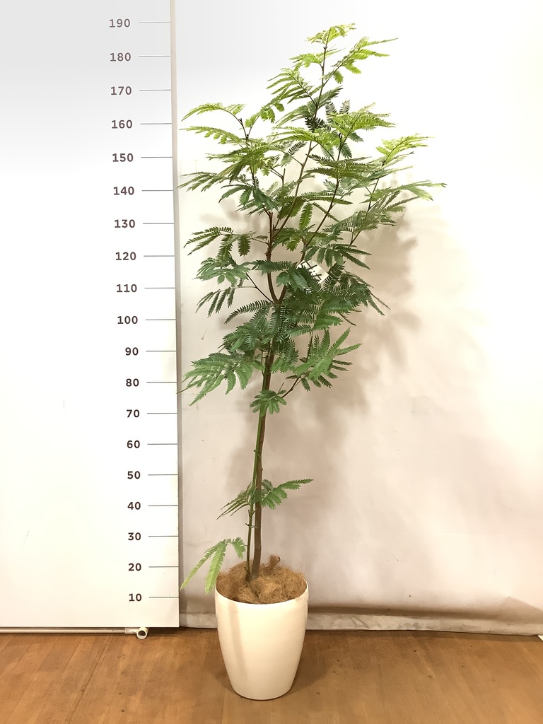 観葉植物 エバーフレッシュ【145cm】7号 プラスチック鉢 #70002 | 観葉