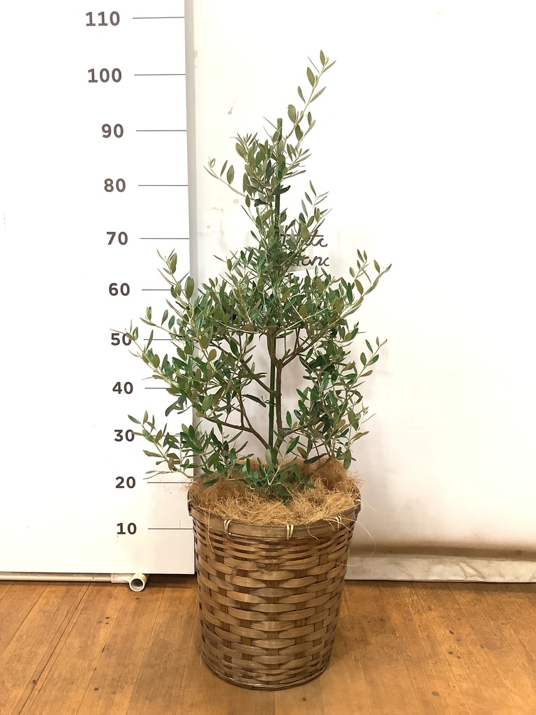 観葉植物 オリーブの木 8号 コロネイキ インティ シリンダー 付き