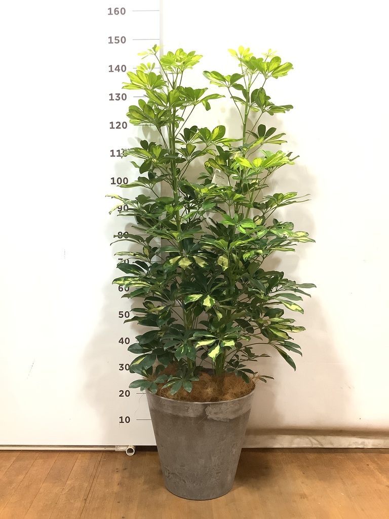 観葉植物 カポック（シェフレラ） 8号 斑入り アートストーン