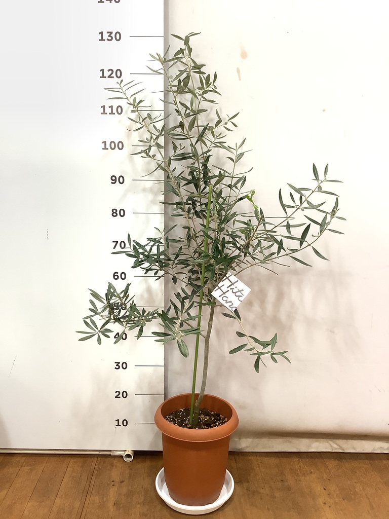 観葉植物 オリーブの木 8号 チプレッシーノ Eco Stone（エコストーン