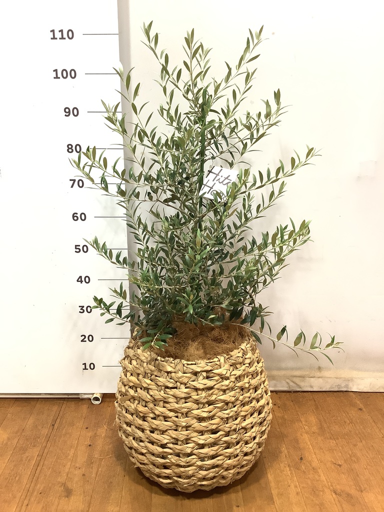 観葉植物 オリーブ 8号 アルベキーナ ラッシュバスケット Natural 付き