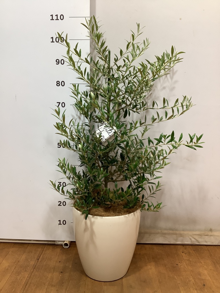 観葉植物 オリーブ 8号 アルベキーナ プラスチック鉢 | 観葉植物なら