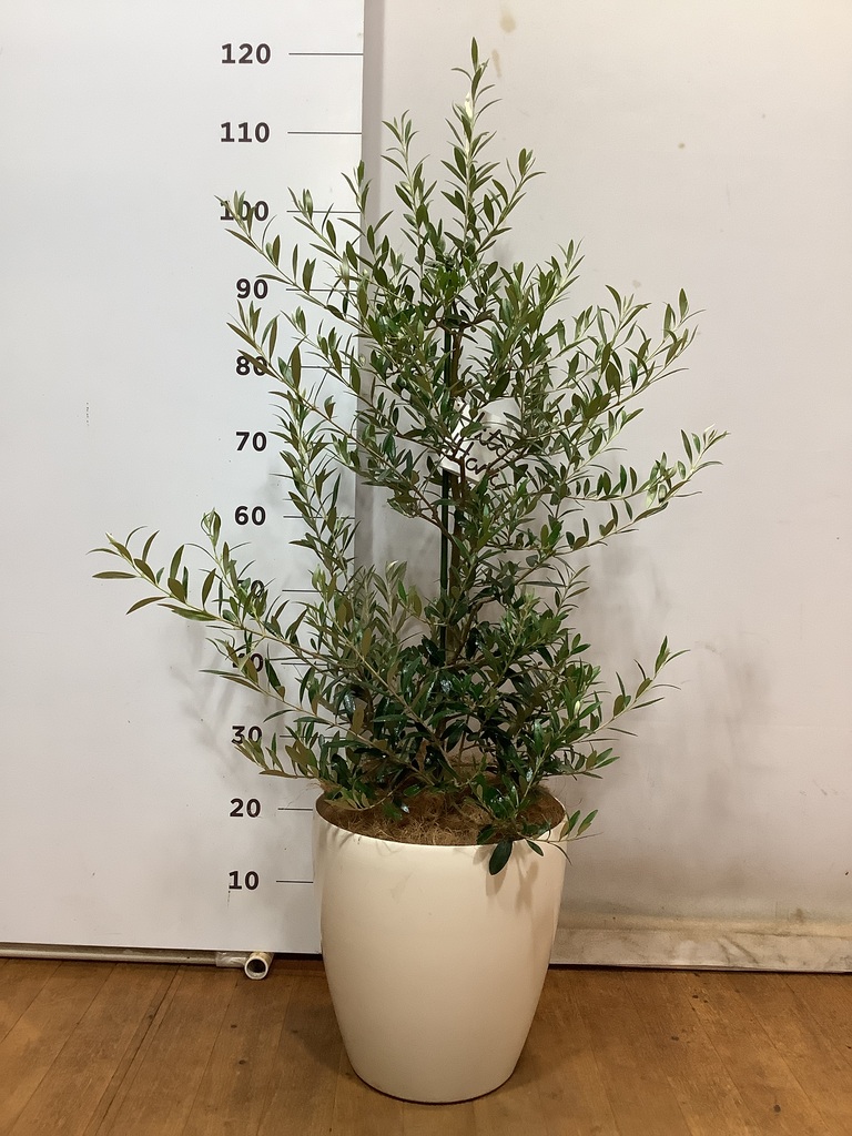 観葉植物 オリーブ 8号 アルベキーナ プラスチック鉢 | 観葉植物なら