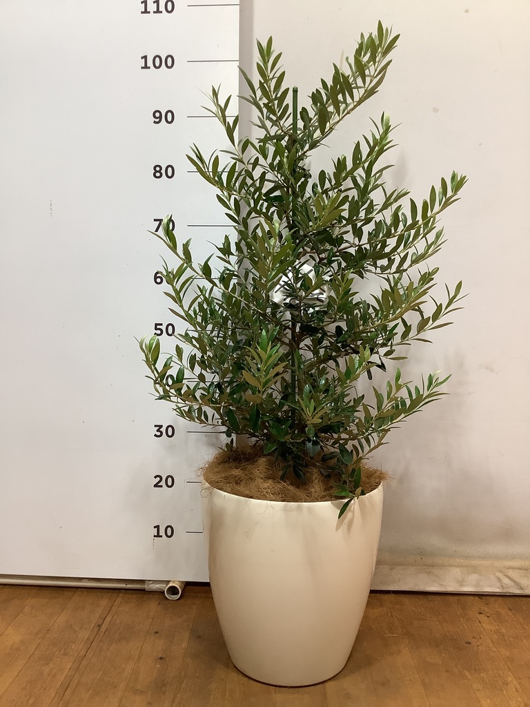 観葉植物 オリーブ 8号 アルベキーナ プラスチック鉢 | 観葉植物なら