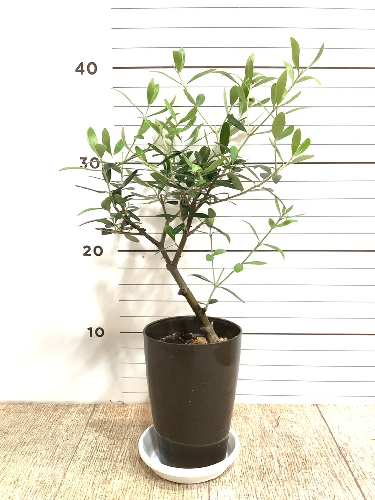 オリーブの木一本立ち 約3メートル 大鉢 観葉植物 オリーブの木 3号 創樹プラスチック鉢 | 観葉植物なら