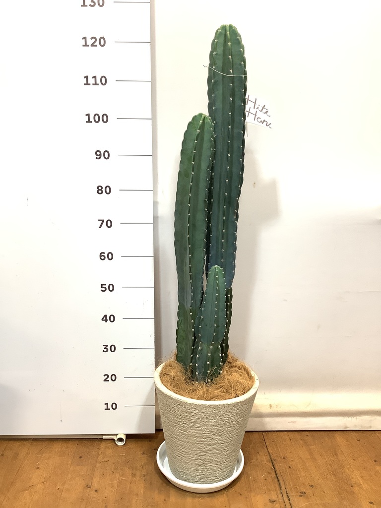 観葉植物 柱サボテン 8号 ビアスソリッド 白 付き | 観葉植物