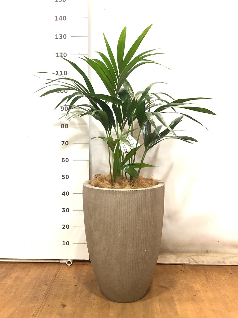 観葉植物 ケンチャヤシ 8号 リブラ モノ ブラウン 付き | 観葉