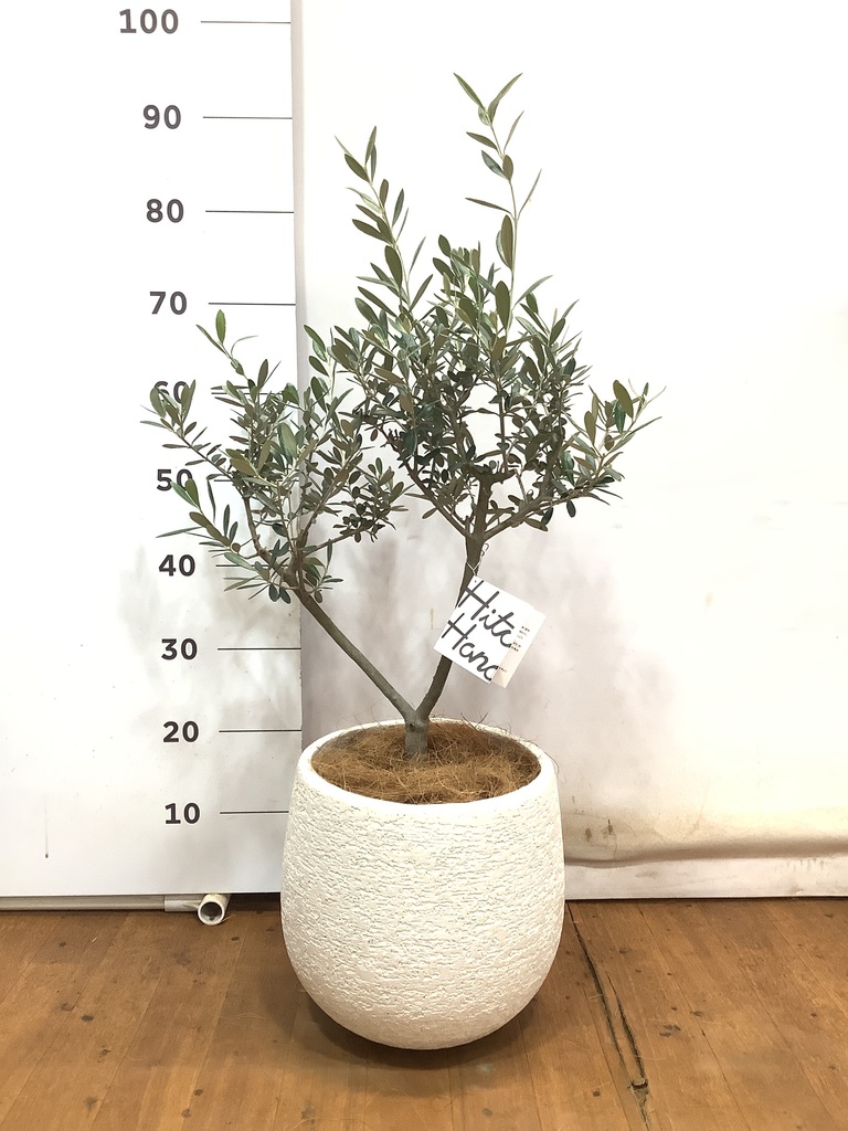 観葉植物 オリーブ 6号 創樹 エコストーンwhite 付き | 観葉植物なら