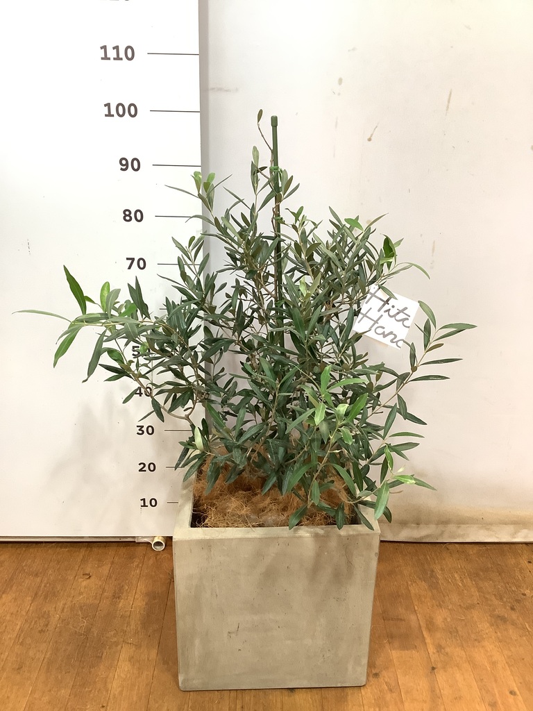 観葉植物 オリーブの木 8号 コラティーナ (コラチナ) ラスター