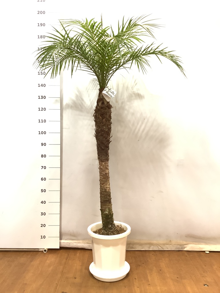 フェニックスロベレニー（200） 送料別途】ﾌｪﾆｯｸｽ・ﾛﾍﾞﾚﾆｰ 200~300cm [RP-370]ﾊﾞｰｸ付