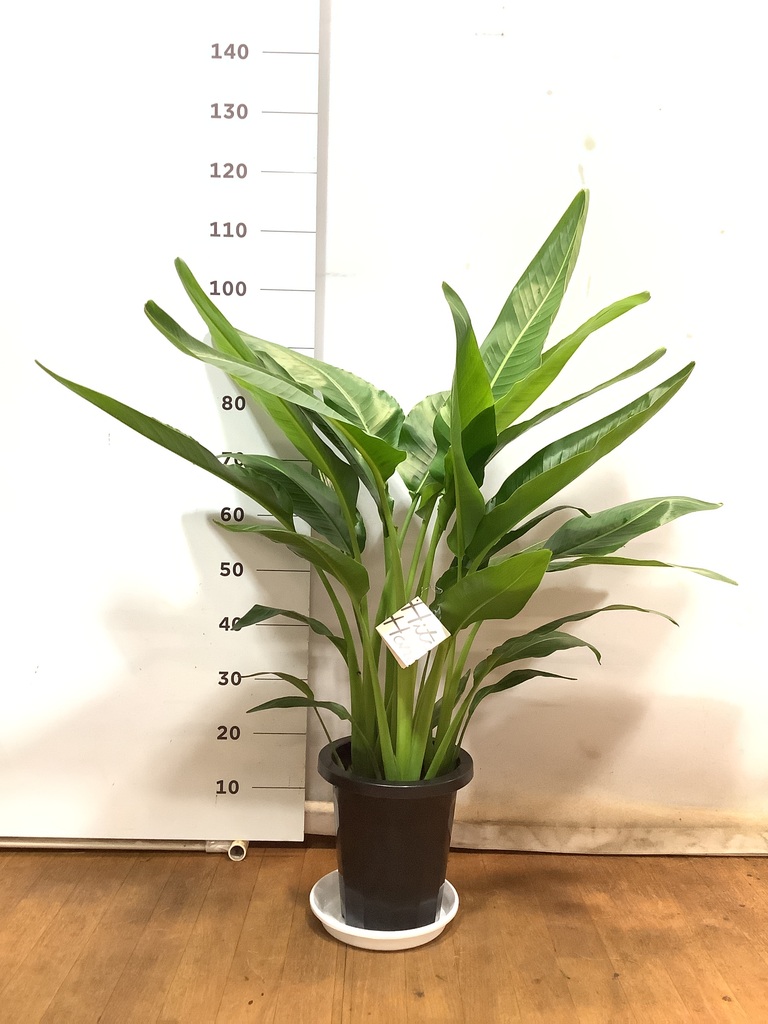 観葉植物 旅人の木 8号 プラスチック鉢 | 観葉植物ならHitoHana(ひとはな)