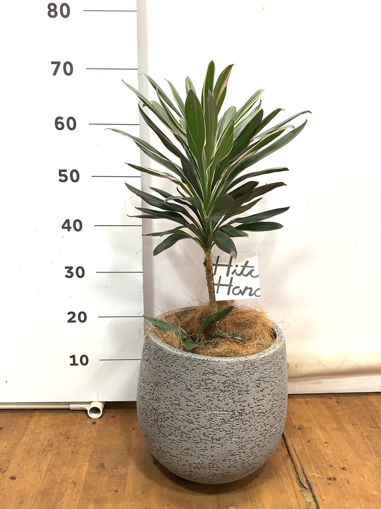 観葉植物 コルディリネ (コルジリネ) サンゴ 6号 エコストーンGray