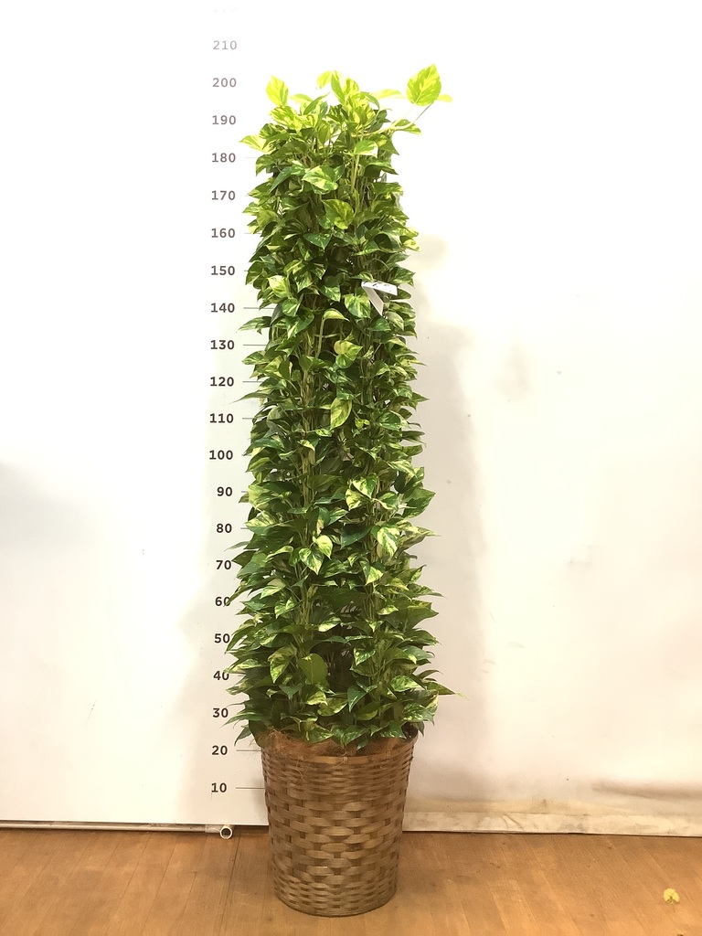 ポトスさん専用 観葉植物 ポトス 10号 竹バスケット 付き | 観葉植物ならHitoHana(ひと