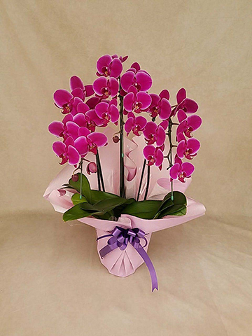 胡蝶蘭中大輪 ピンクハロー 3本立ち | 胡蝶蘭ならHitoHana(ひとはな)