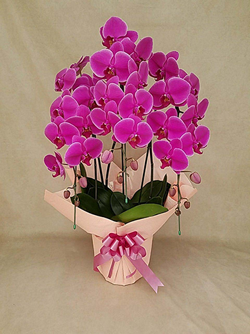 胡蝶蘭中大輪 ピンクハロー 3本立ち | 胡蝶蘭ならHitoHana(ひとはな)