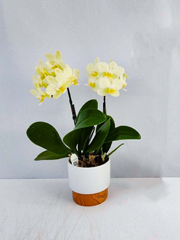 ミニ胡蝶蘭 黄色 2本立ち ツートンウッド鉢付き | 胡蝶蘭ならHitoHana