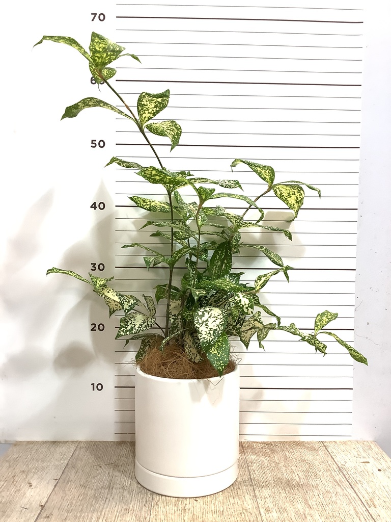 観葉植物 ドラセナ ゴッドセフィアーナ 4号 オーセ 1 W ホワイト 付き