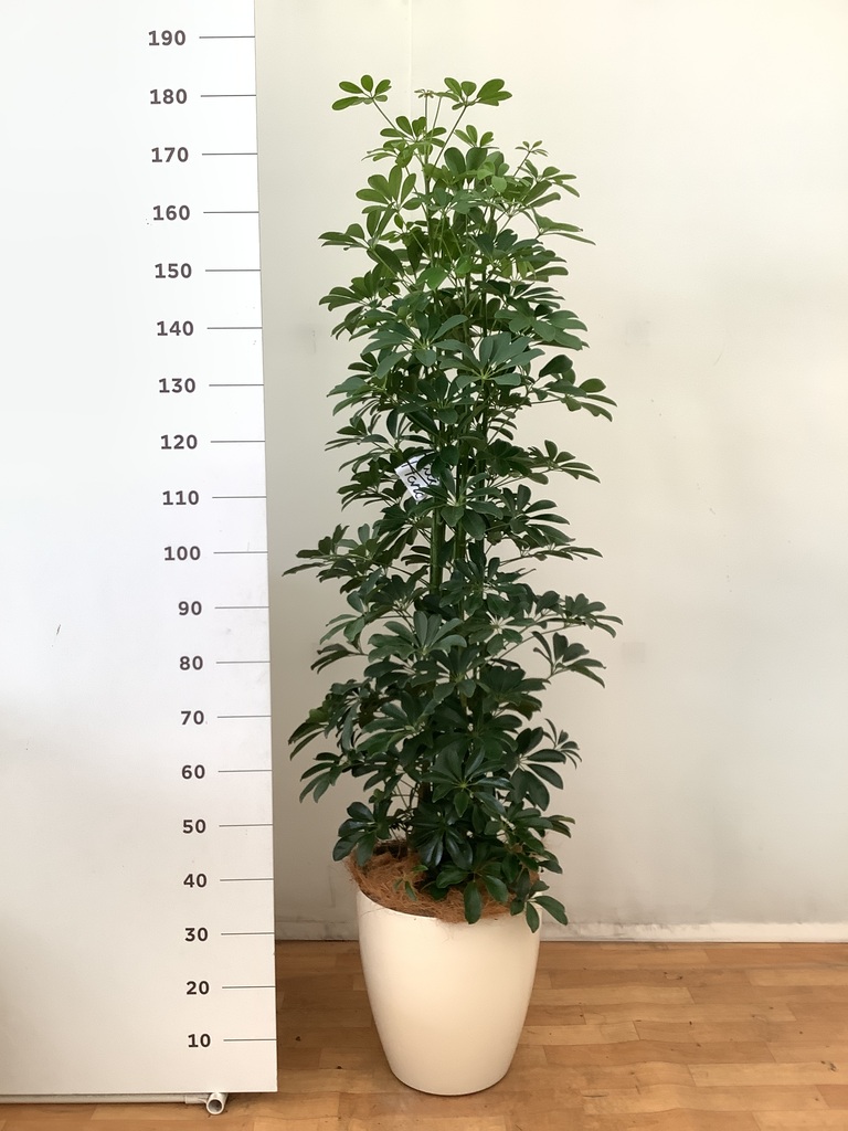 観葉植物 シェフレラ（カポック） 10号 ノーマル ジュピター 白 付き
