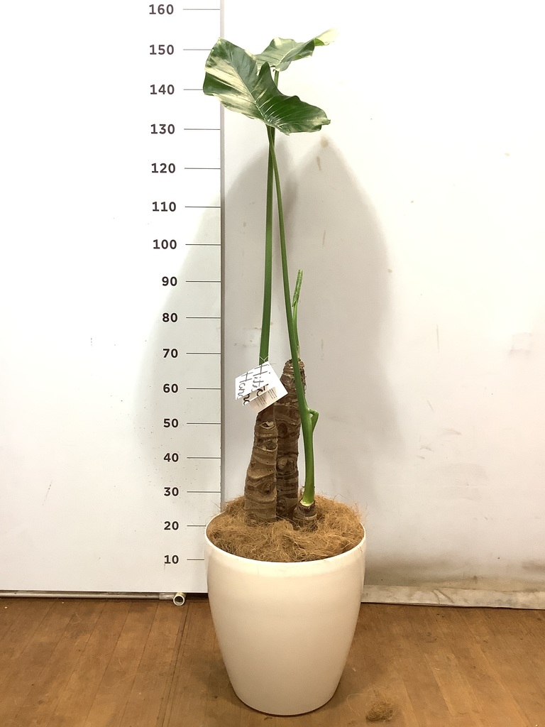 観葉植物専門店 POBEE】クワズイモ(商品番号：A-27)／本当に食べ