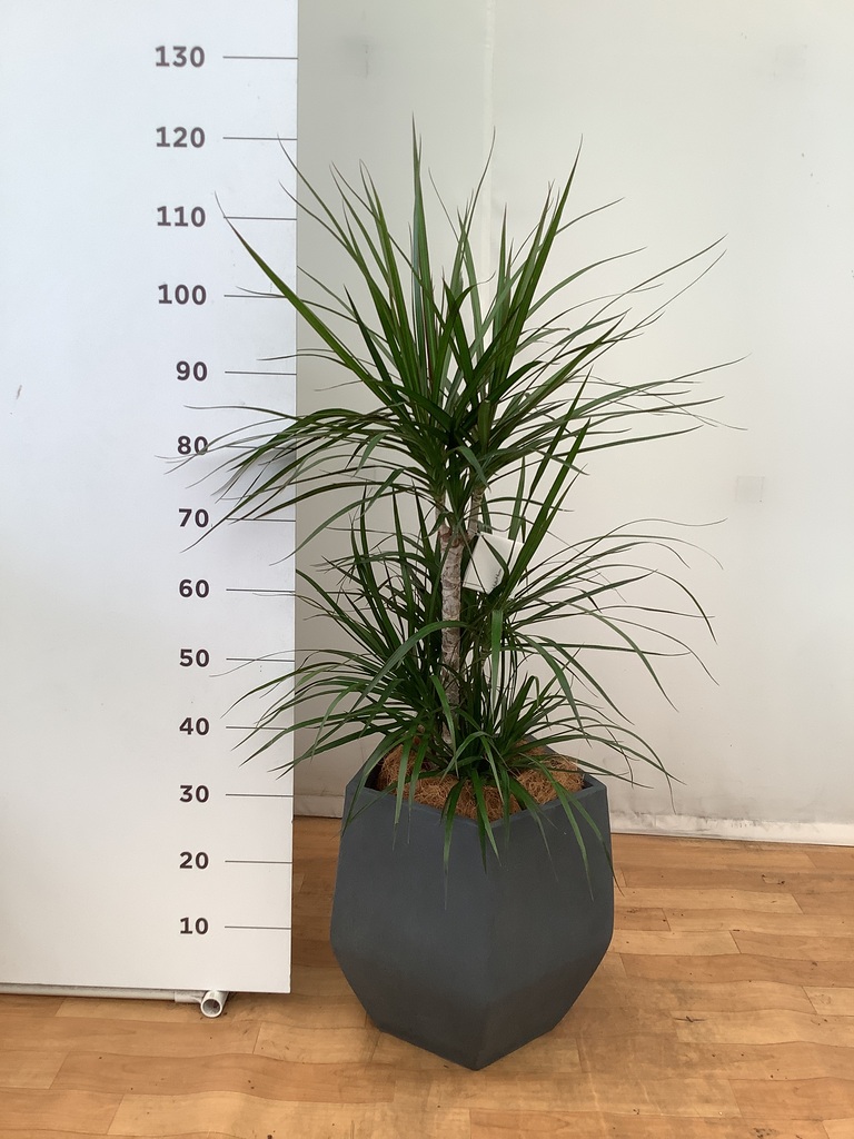 観葉植物 ドラセナ コンシンネ【180cm】 9号 トリカラー 曲り（龍