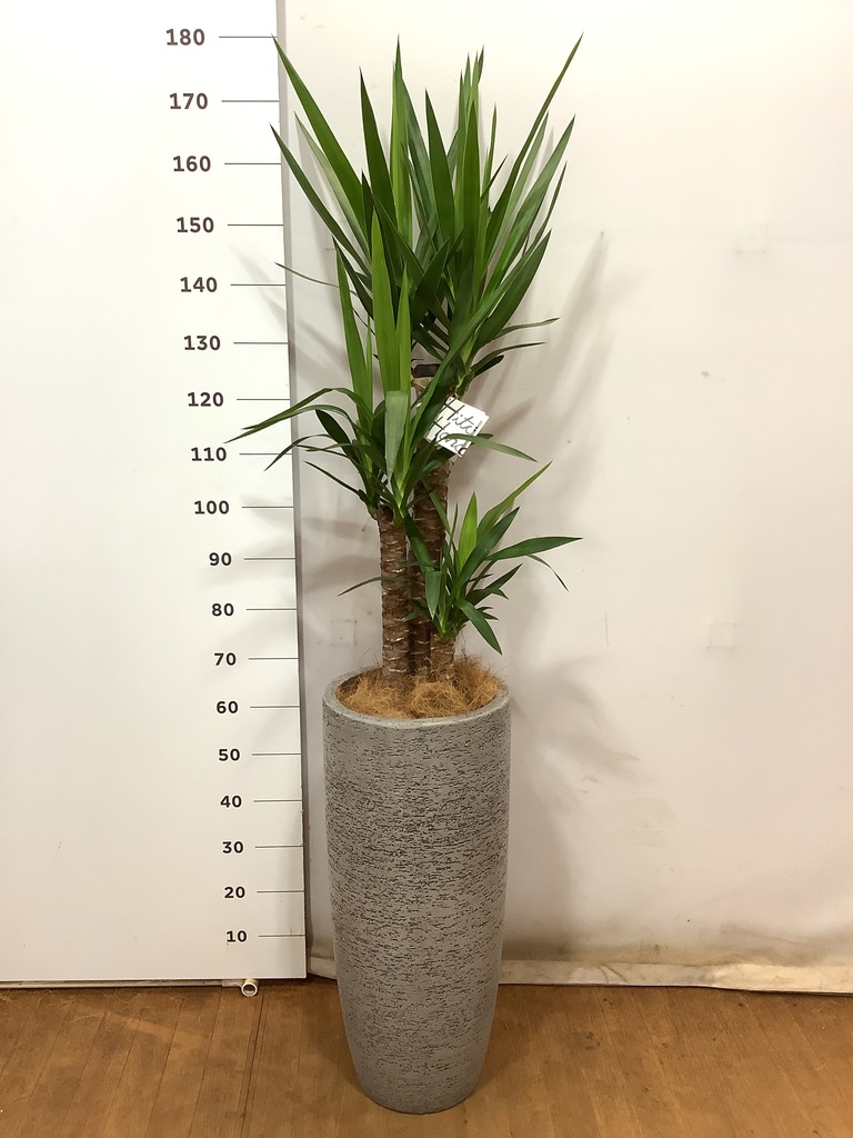 ユッカ 約1.8メートル　※現地にとりに来れる方限定 観葉植物 ユッカ 8号 ノーマル エディラウンド 黒 付き | 観葉植物なら