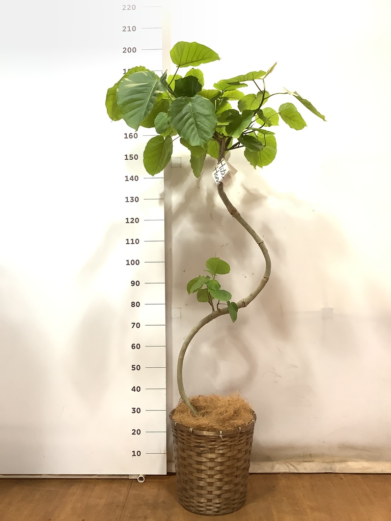 観葉植物 フィカス ウンベラータ 10号 曲がり 竹バスケット 付き