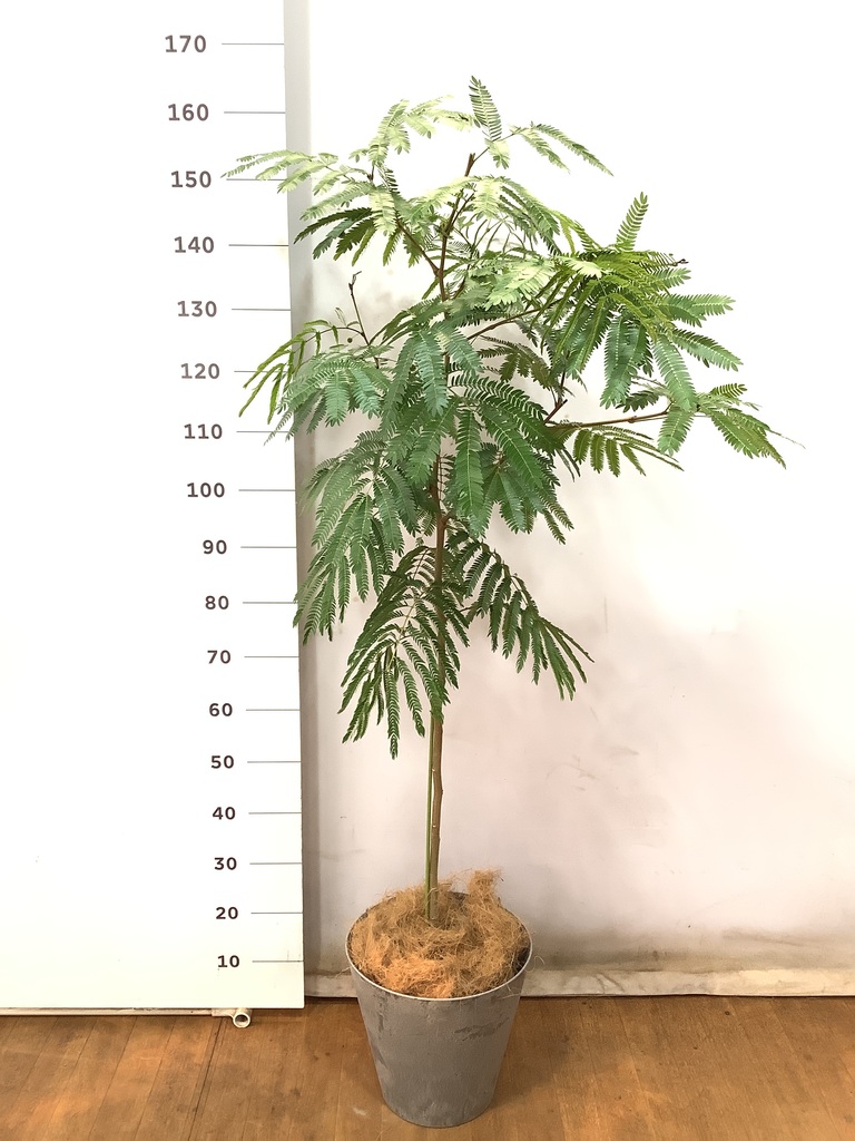 ♡エバーフレッシュ♡7号♡葉つき綺麗です♡鉢ごと♡ エバーフレッシュ 7号size 背の高いくねくねした