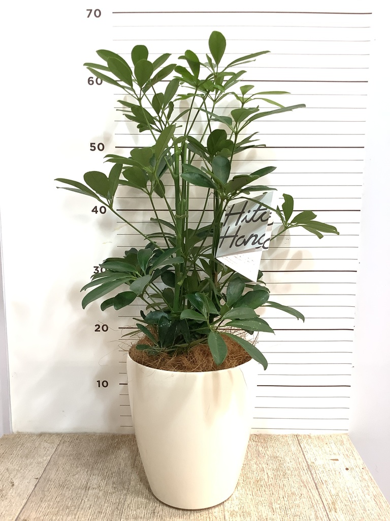 観葉植物 カポック（シェフレラ） 5号 ノーマル エドラ B 付き