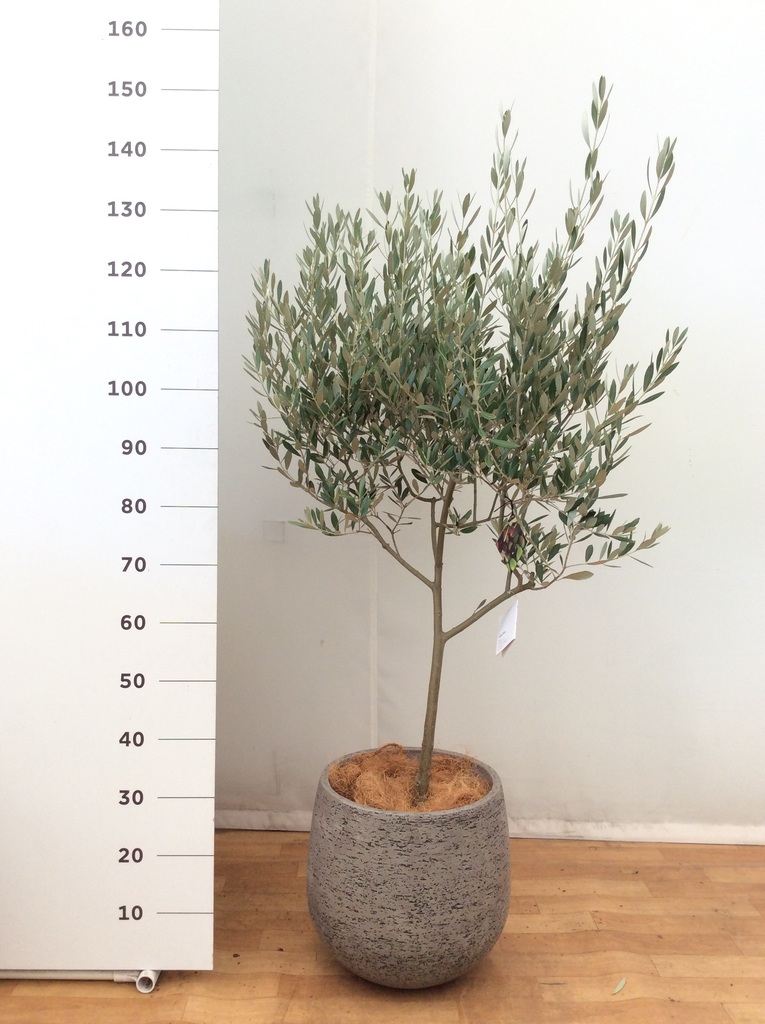 観葉植物 オリーブ 8号 創樹 プラスチック鉢 | 観葉植物ならHitoHana