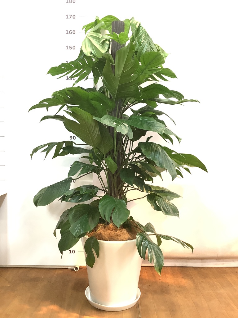 観葉植物 マングーカズラ 10号 木柱 プラスチック鉢 | 観葉植物なら