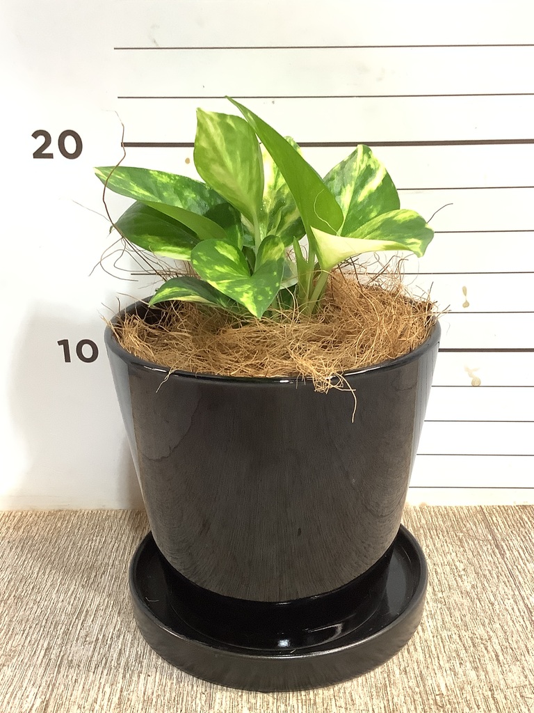 観葉植物 ポトス 3号 ゴールデン ベラ S 黒 植え替えキット付き