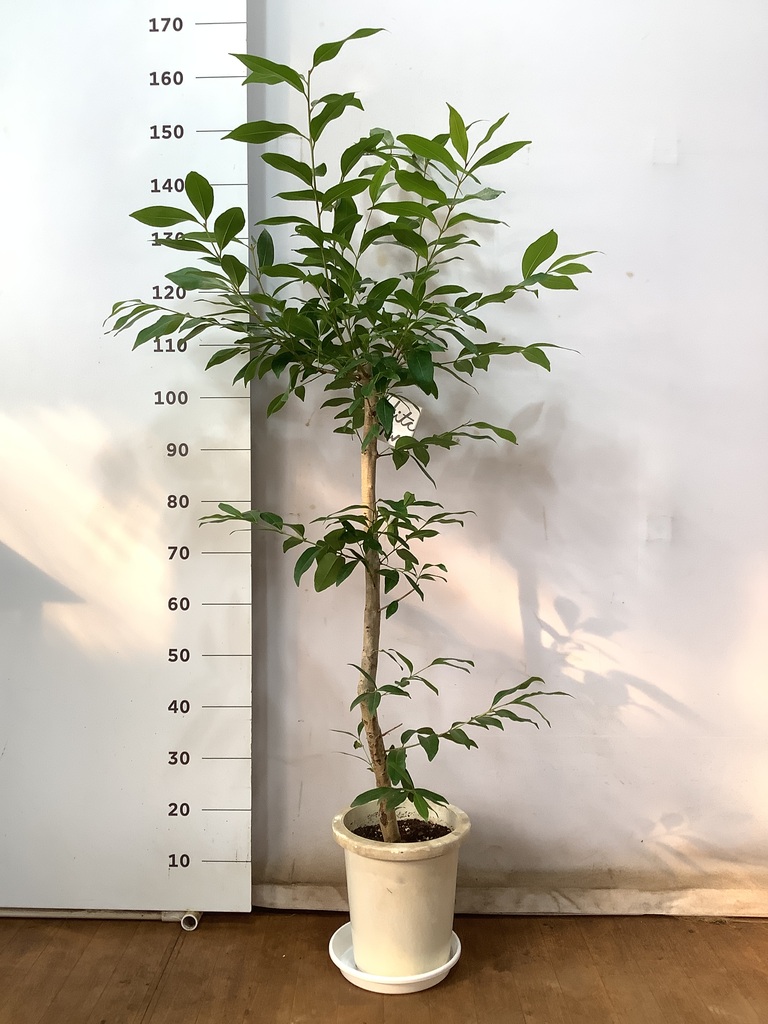 観葉植物 アマゾンオリーブ (ムラサキフトモモ) 8号