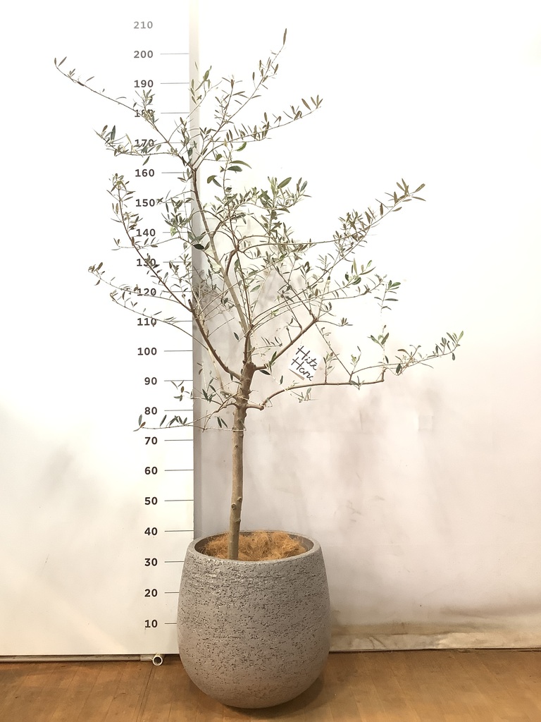 オリーブの木 ペンドリノ | 観葉植物通販HitoHana(ひとはな)