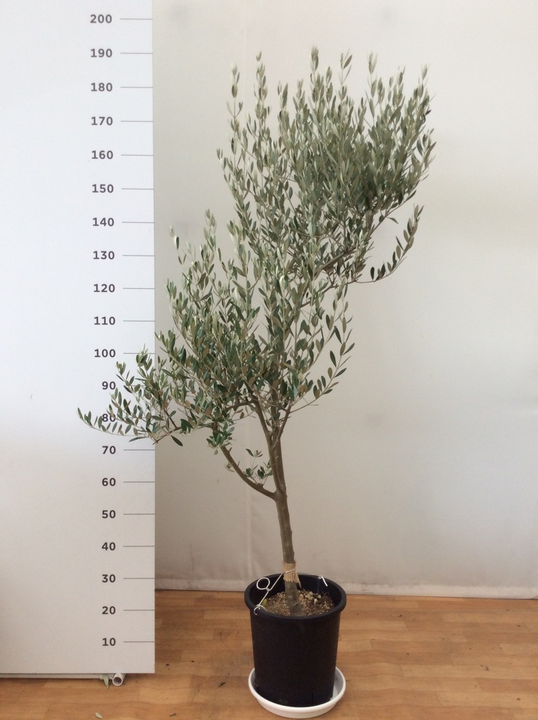 【最終値下げ】オリーブ 観葉植物 10年樹 観葉植物 10号 オリーブの木」の人気商品一覧 | 安い商品を通販サイト