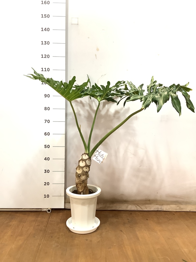 観葉植物 フィロデンドロン 8号 セローム ヒトデカズラ 根あがり