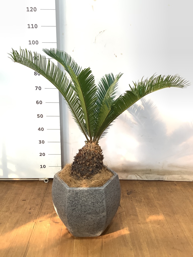 観葉植物 ソテツ 8号 プラスチック鉢 | 観葉植物ならHitoHana(ひとはな)