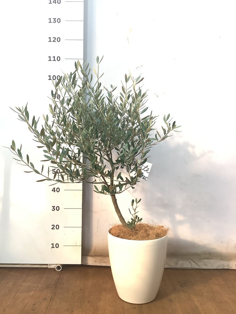 観葉植物 オリーブ 7号 創樹 プラスチック鉢 | 観葉植物ならHitoHana