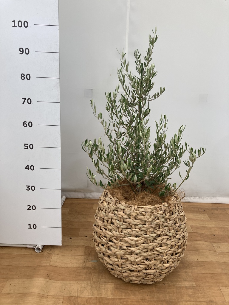 観葉植物 オリーブ 8号 コロネイキ ラッシュバスケット 付き | 観葉