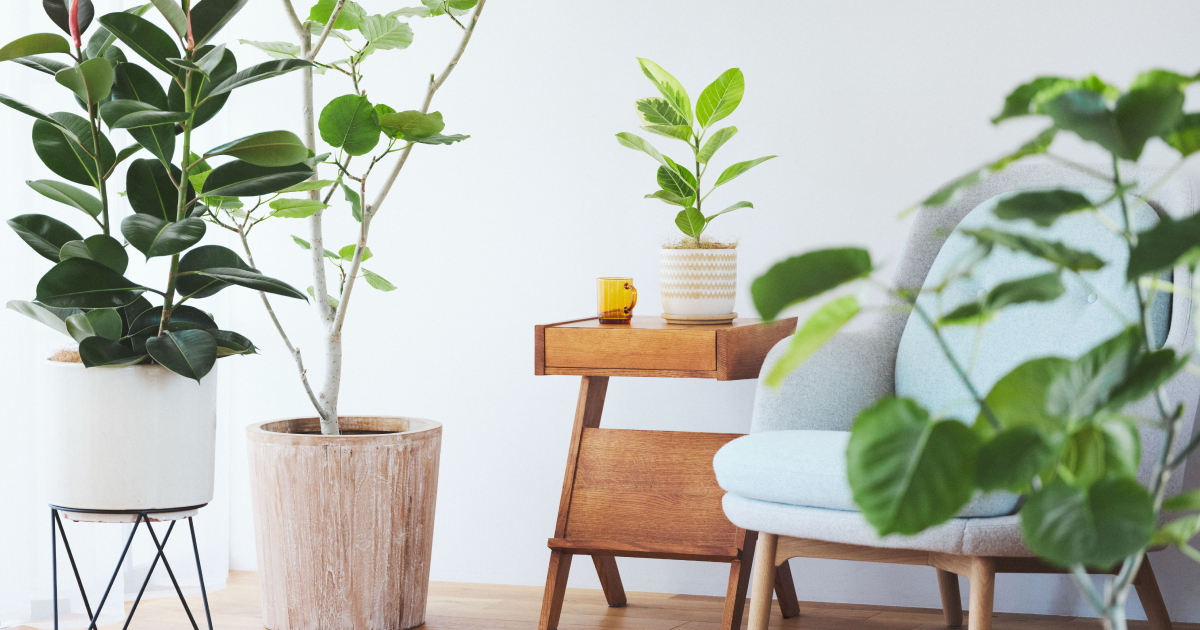 観葉植物の育て方 害虫被害 ｜ HitoHana（ひとはな）