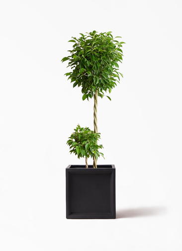 観葉植物 フィカス ベンジャミン 10号 玉造り ブリティッシュキューブ